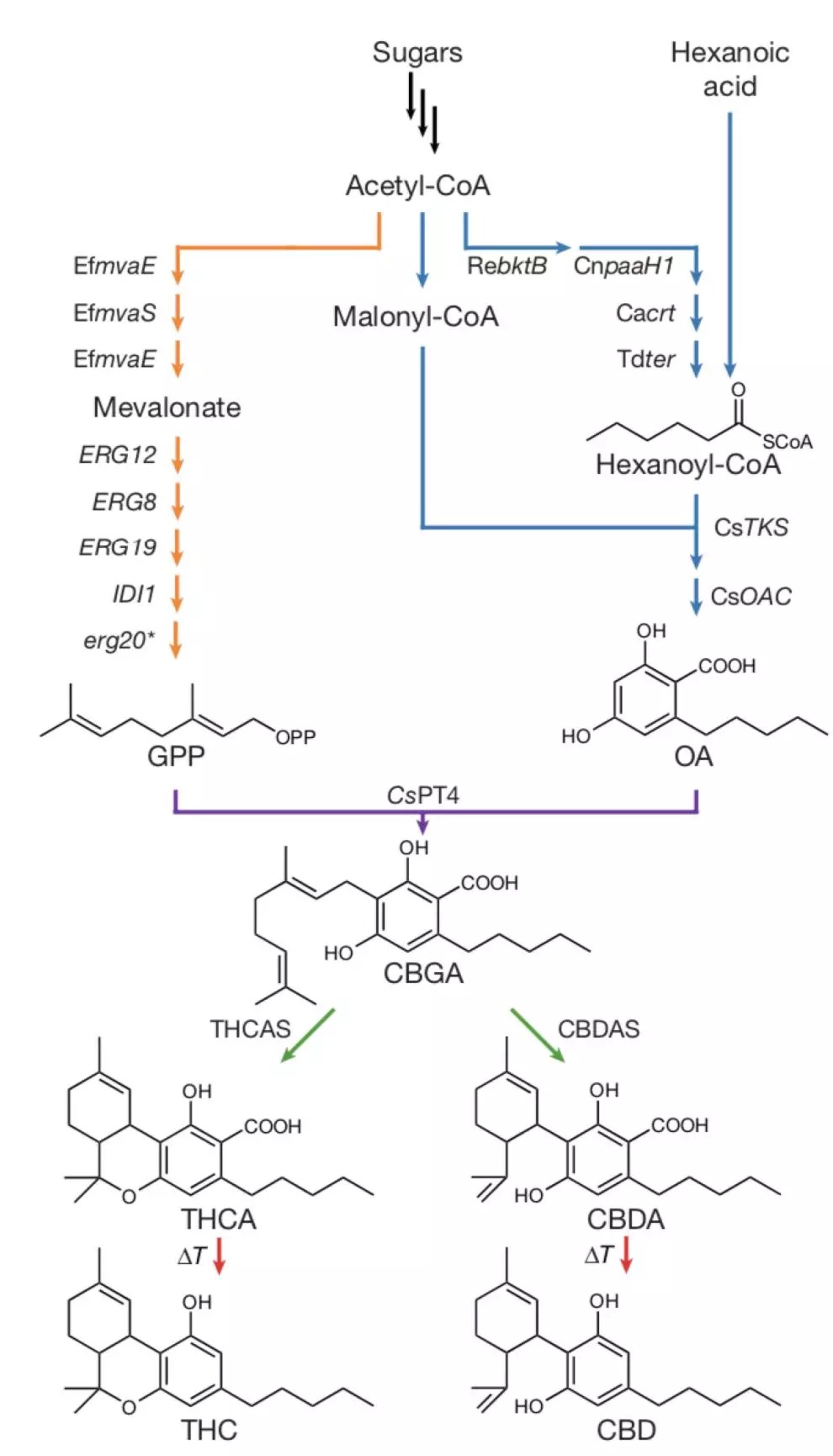 CBD Biosynthesis