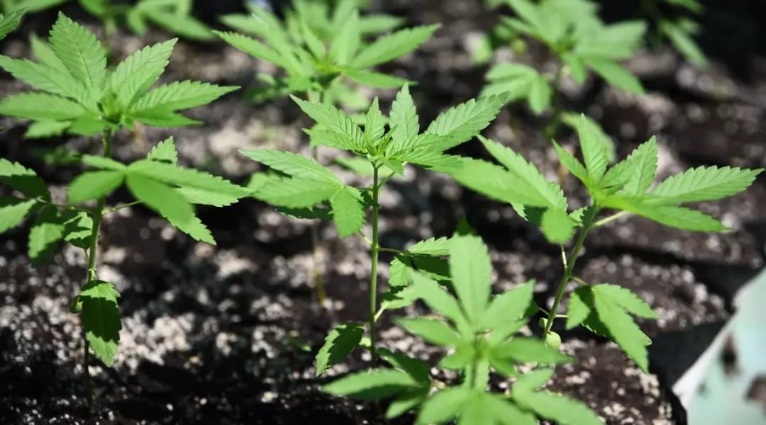 The Origin of Cannabis Planting in Yunnan