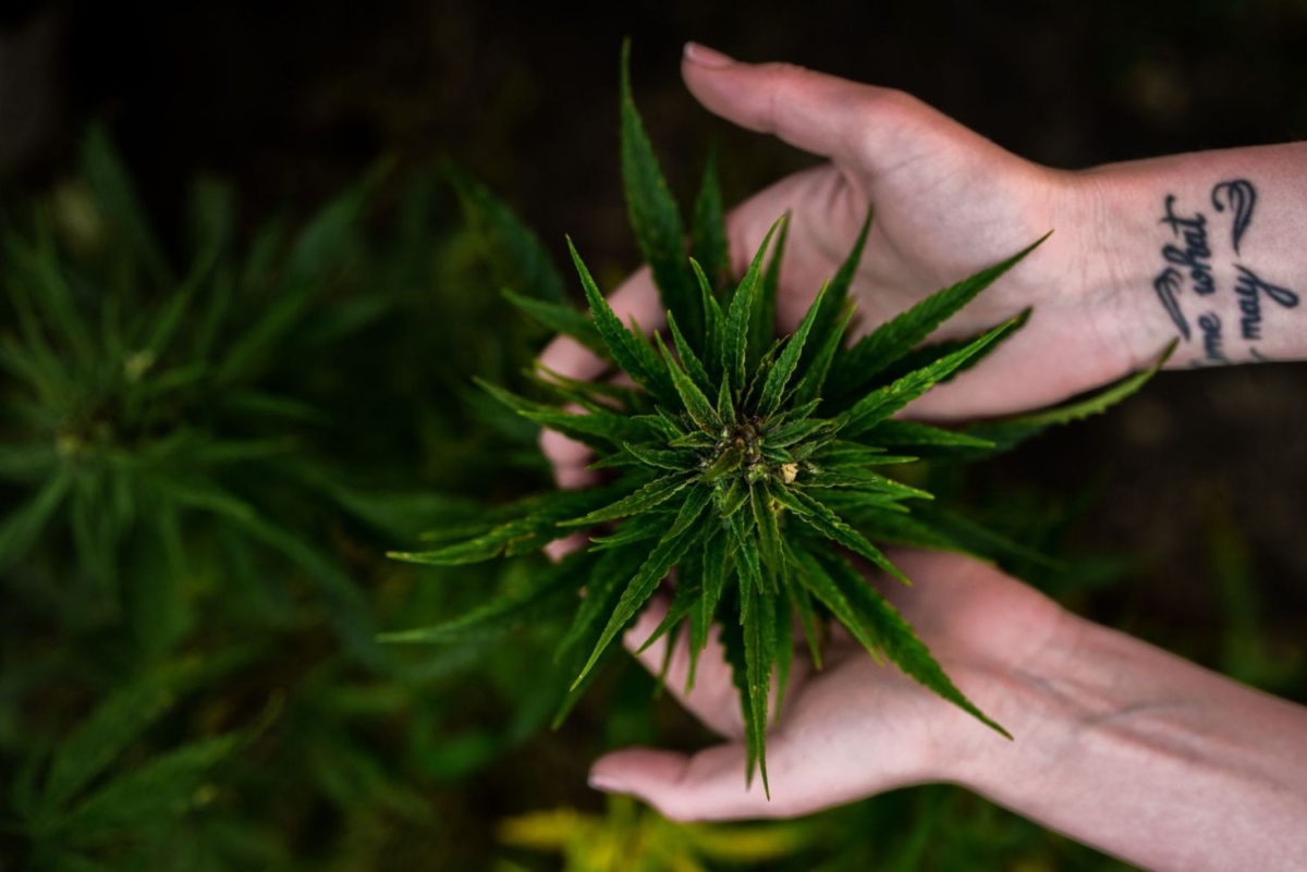 How Long Does Cannabis Stay In Your Blood?
