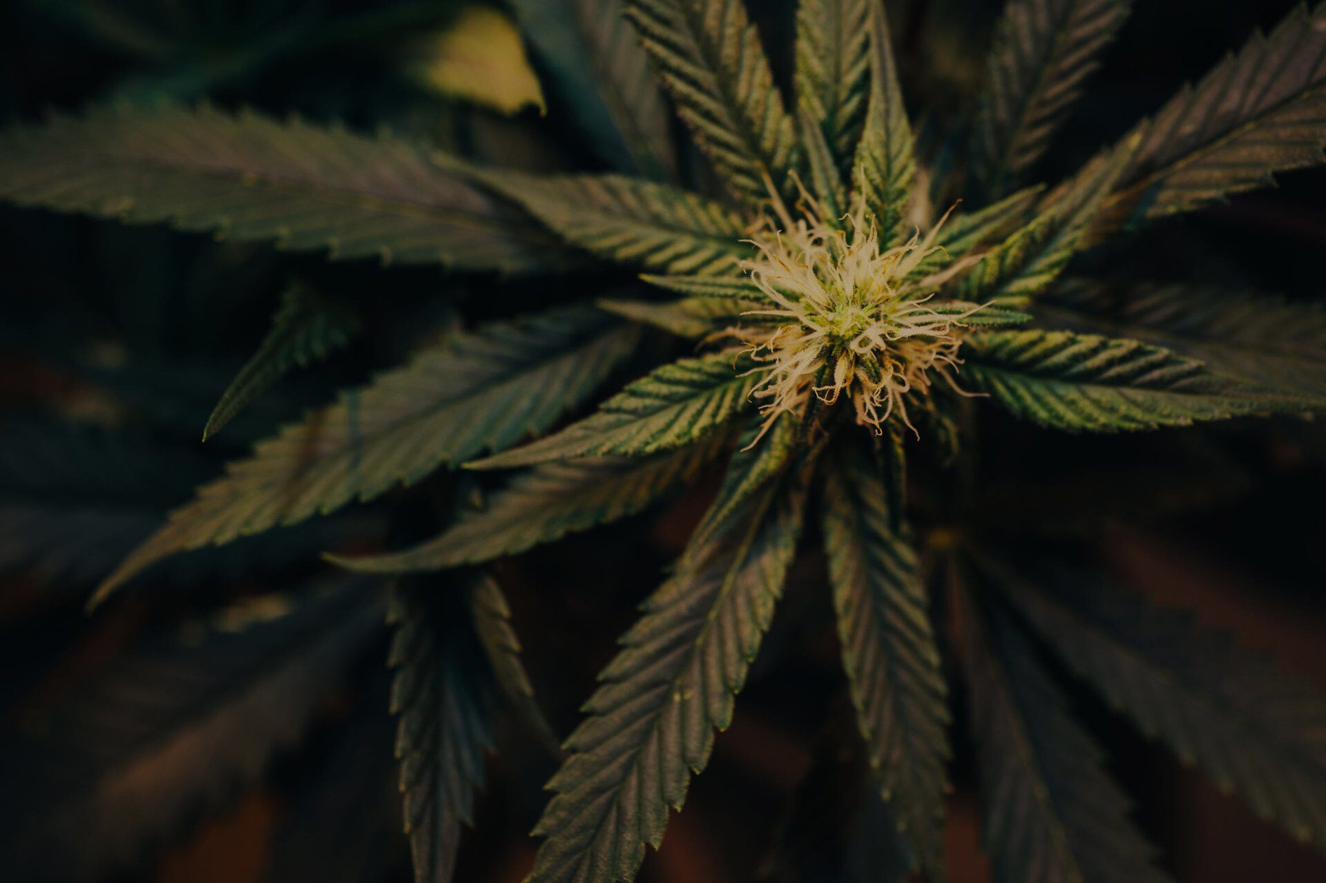 elf bar vape uk THCa Flower vs Regular Weed: 6 Key Differences Explained main image 0